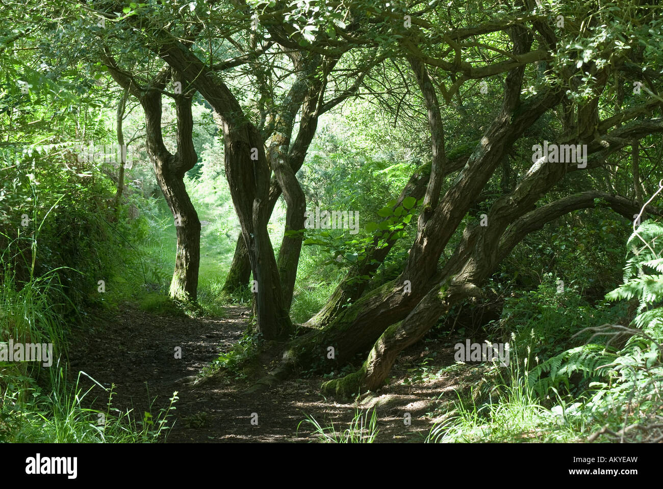 Ruta romántica en la Bretagne cerca de Morlaix, Morlaix, Bretagne, Francia Foto de stock