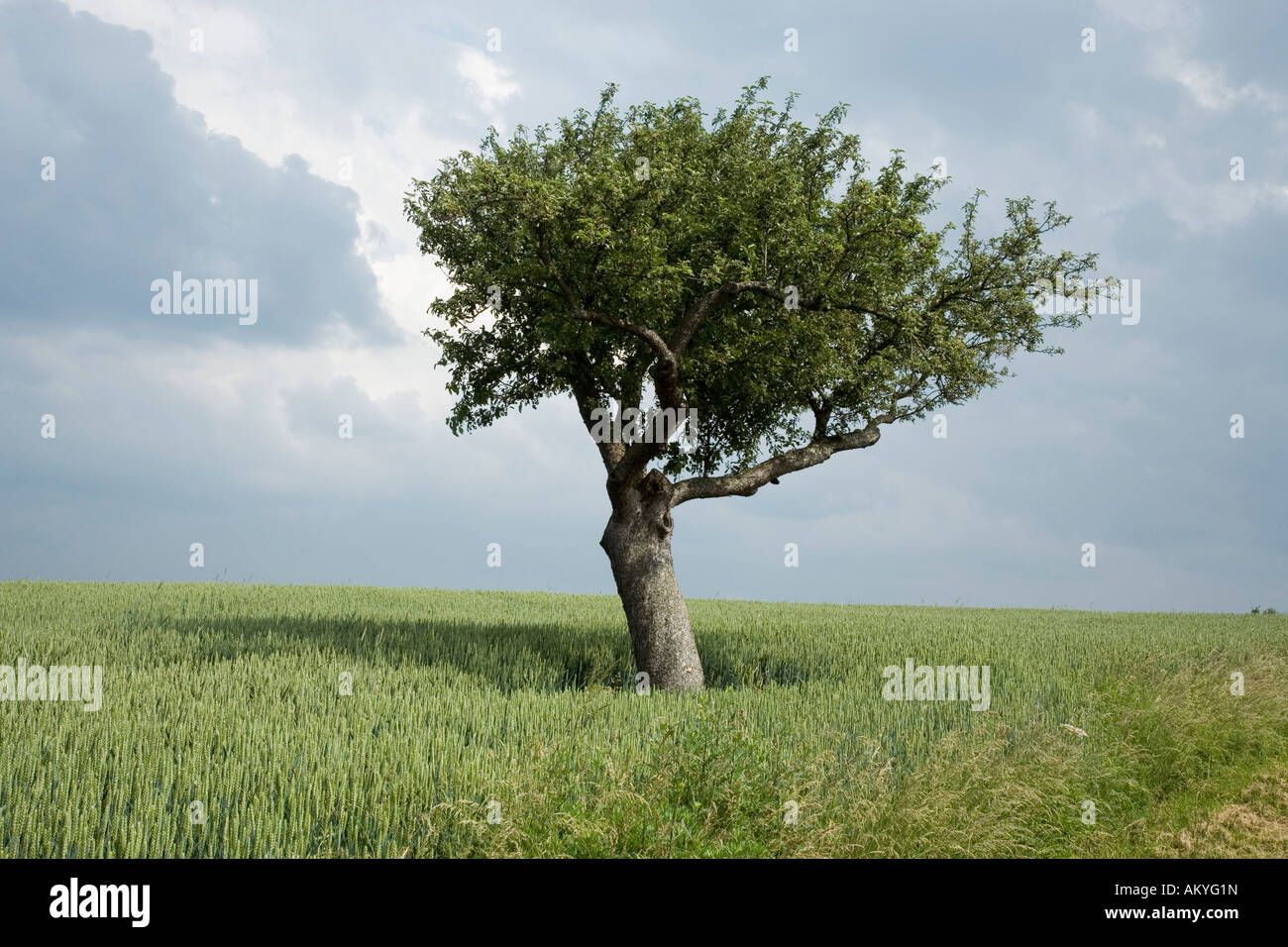 Árbol solitario en un campo Foto de stock