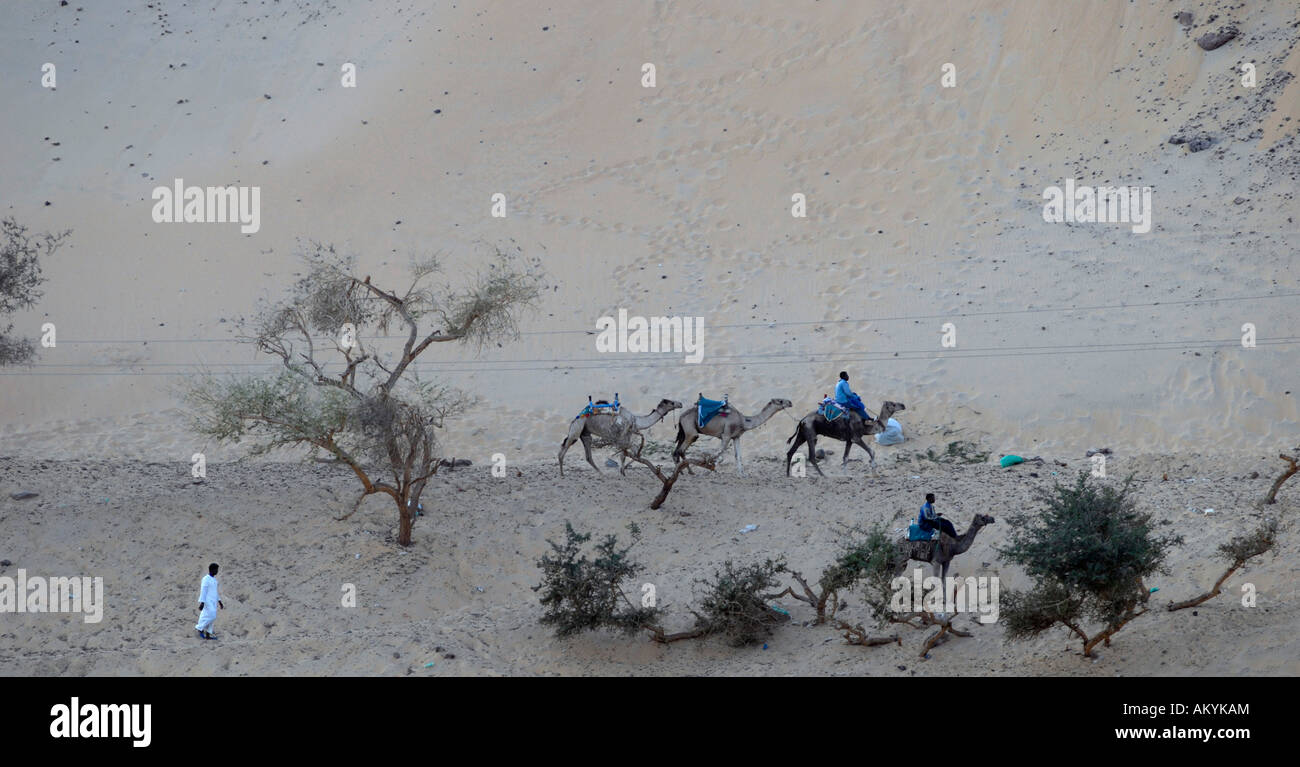 Caravana de camellos en el borde del desierto libio, Assuan, Asuán, Egipto Foto de stock