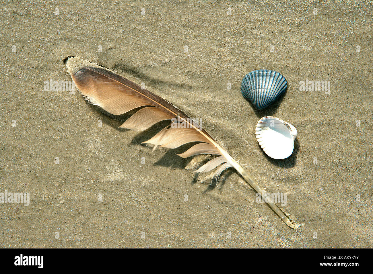 Gaviotas y conchas de plumas en la arena Foto de stock