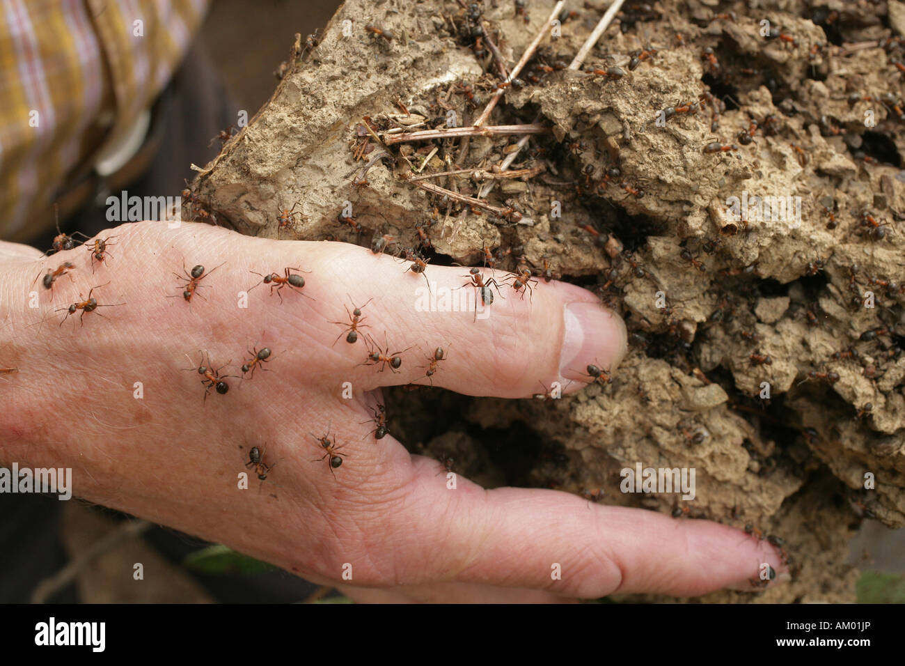 Una colonia de hormigas relocatss conservacionista Foto de stock