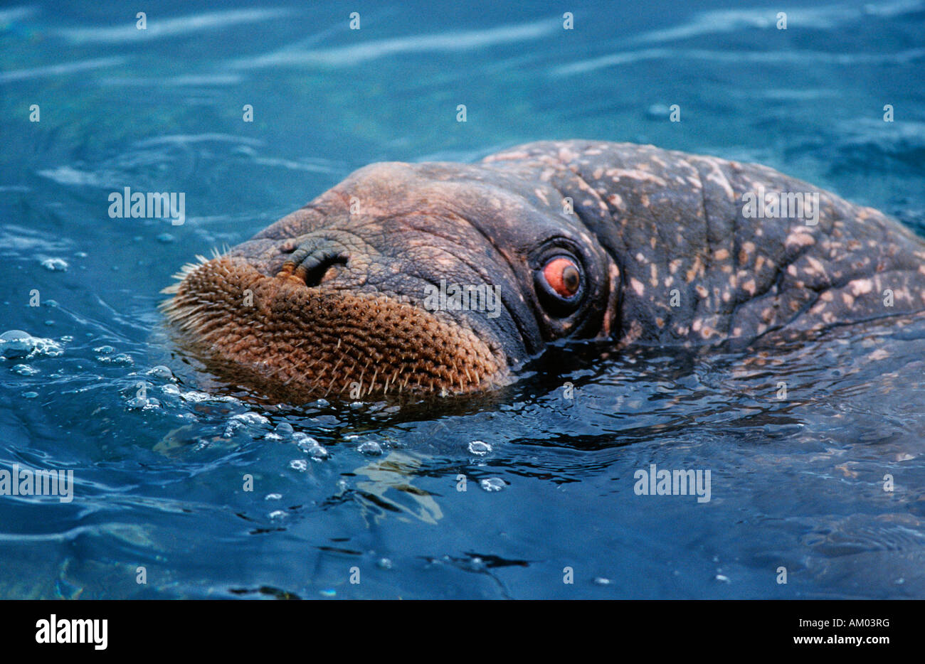 Animal Del Agua De La Morsa Imagen de archivo - Imagen de cubo, noruega:  128562511