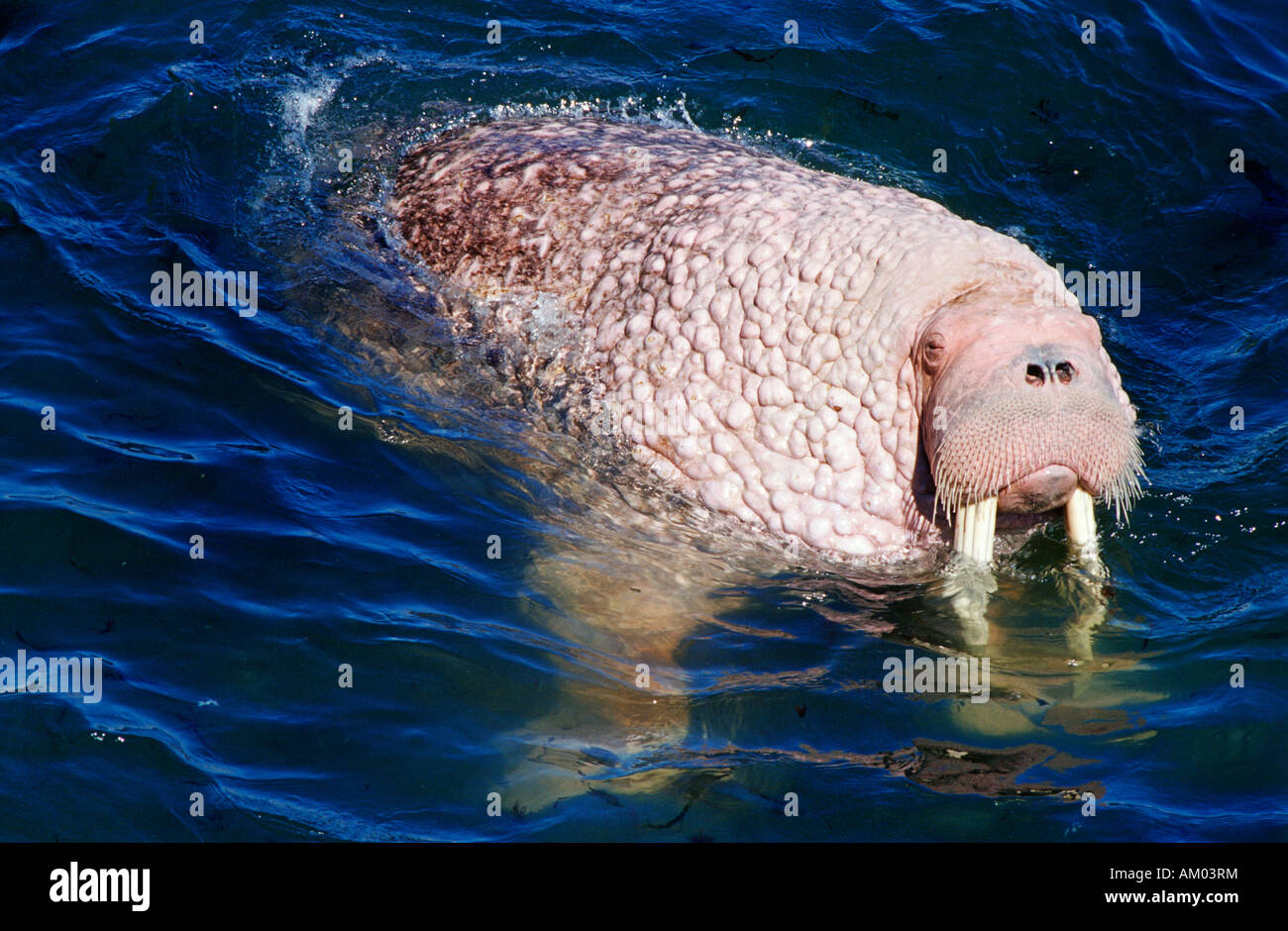 Animal Del Agua De La Morsa Imagen de archivo - Imagen de cubo, noruega:  128562511