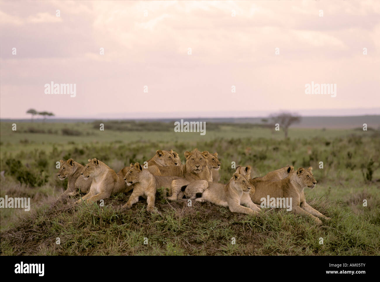 Gran orgullo de los Leones (Panthera leo), sobre una pequeña colina, Reserva Nacional de Masai Mara, Kenya Foto de stock