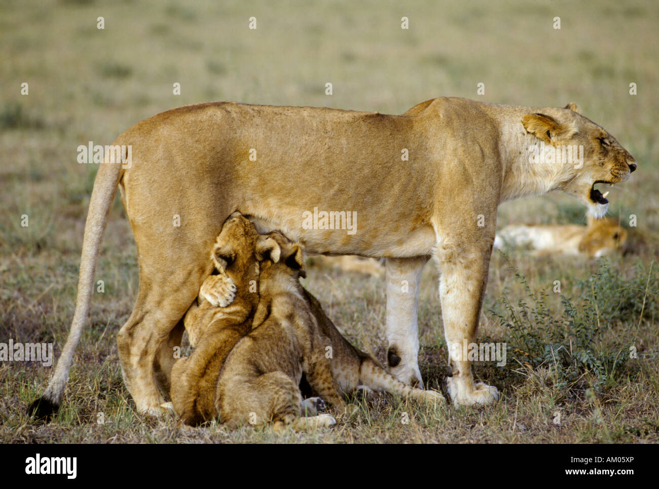 Le N Panthera Leo Con Dos Cachorros De Amamantamiento Reserva Nacional De Masai Mara Kenya