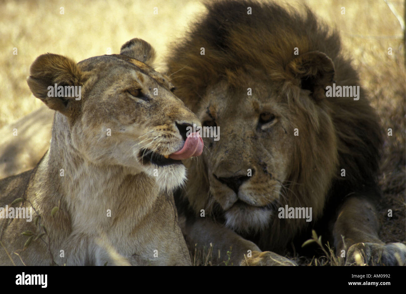 León y su compañero león macho Foto de stock