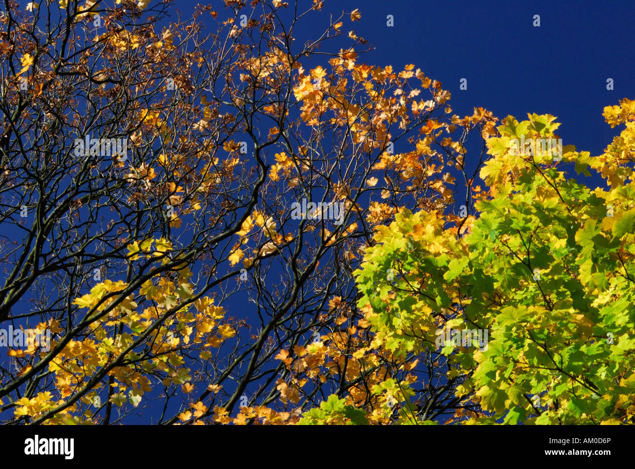 Hojas de otoño en los árboles Foto de stock