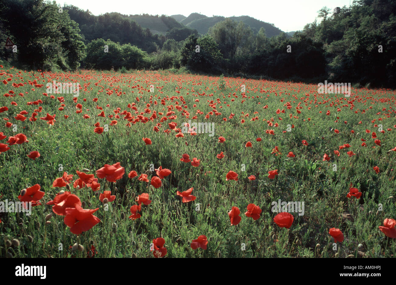 Campo de Flores de amapola, Marche, Italia Foto de stock