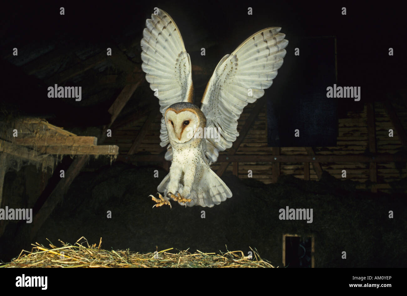 Lechuza, Tyto alba, aterrizaje Foto de stock