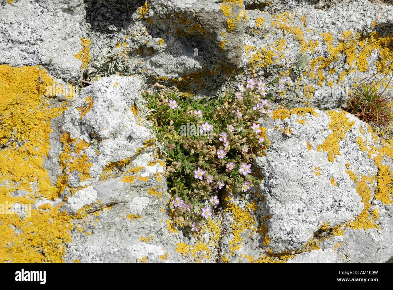 Liquen amarillo brillante y Crassulaceae specy aferrarse a la superficie de las rocas de granito Foto de stock