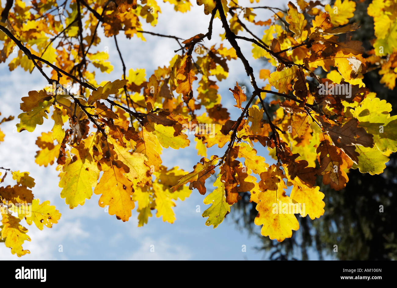 Colores otoñales hojas de roble, Quercus robur fagaceae Foto de stock
