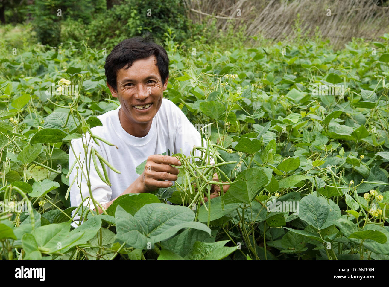 Agricultor riendo en un campo de habas, provincia de Takeo, Camboya Foto de stock