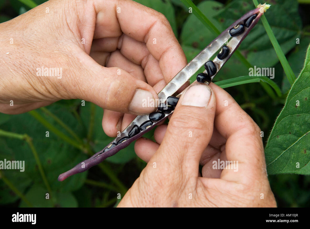 Frijoles maduros en las manos de un agricultor, provincia de Takeo, Camboya Foto de stock