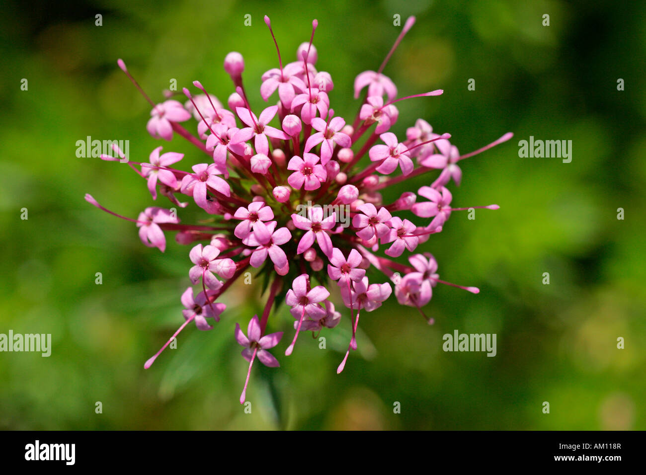 Floración (Phuopsis stylosa crosswort caucásicos) Foto de stock