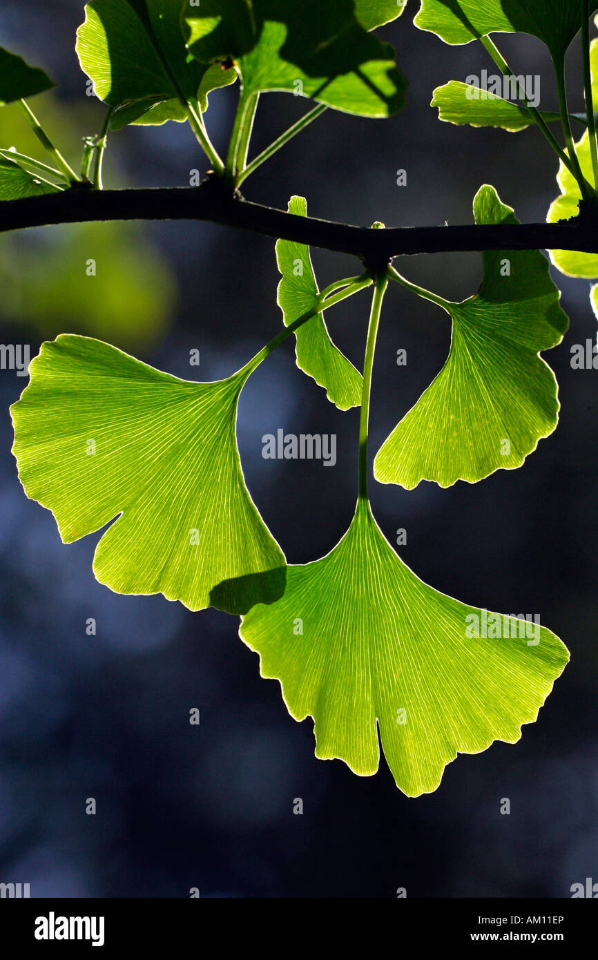 Ginkgo - maidenhair tree - rama con hojas (Ginkgo biloba) Foto de stock