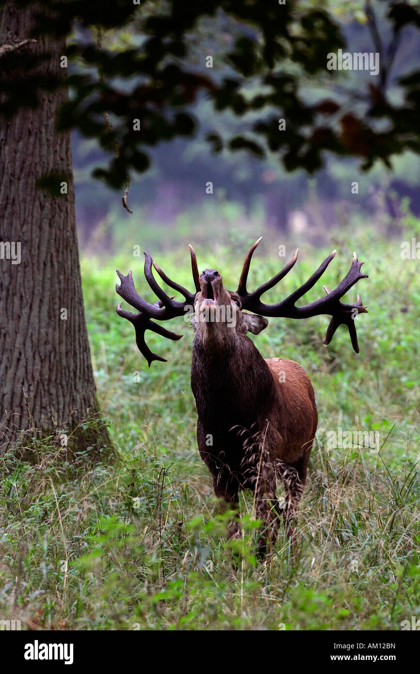 Belling el ciervo rojo durante la rutina - ciervo en celo - macho (Cervus elaphus) Foto de stock