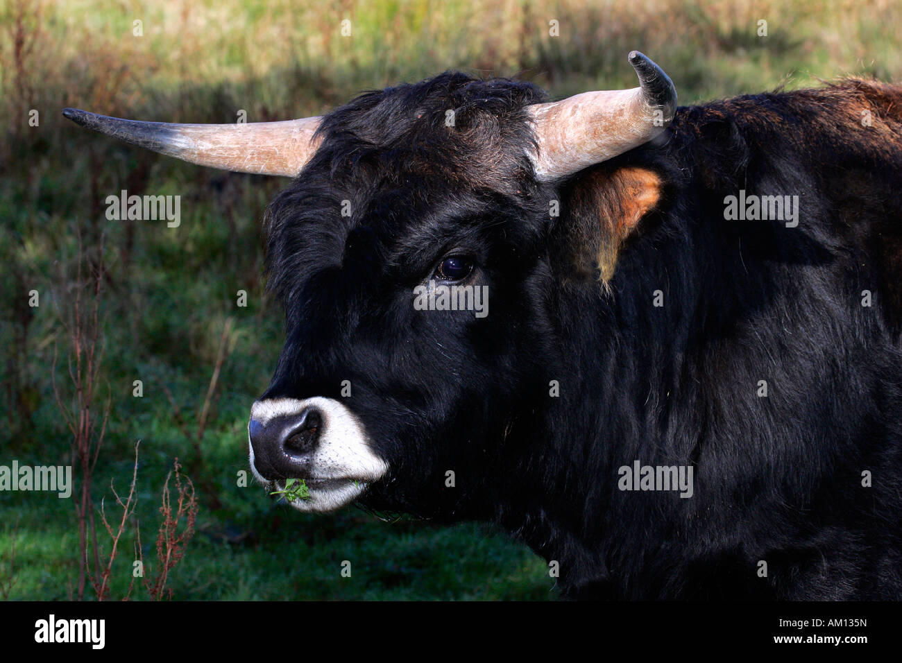 Heck ganado - heck ganados - bull con blanco típico de boca (Bos primigenius taurus) f. Foto de stock