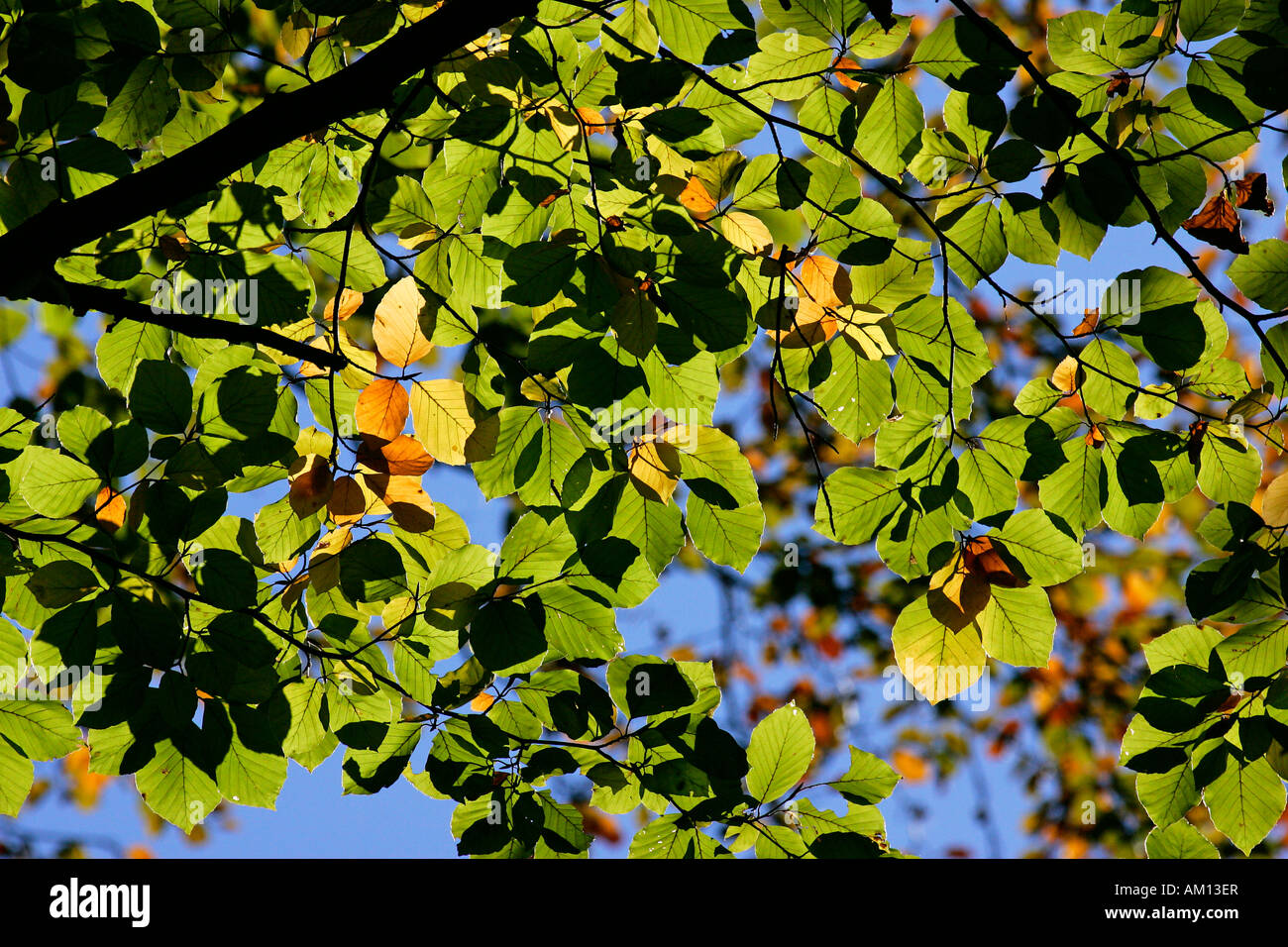 Beech común europeo - Beech - Hojas en colores de otoño - colorido follaje (Fagus sylvatica) Foto de stock