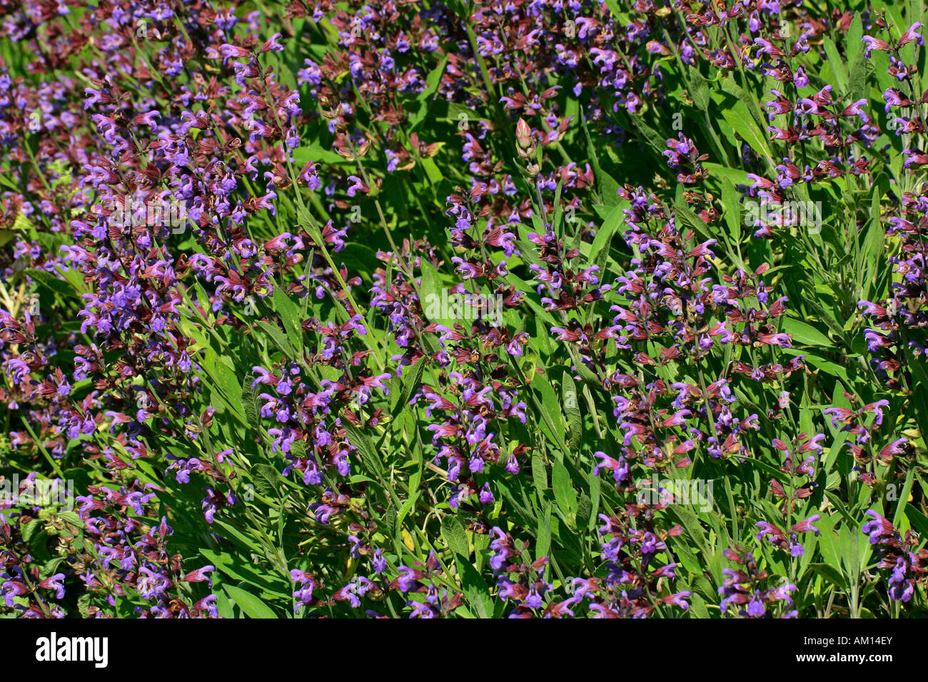 La salvia común (Salvia officinalis) Foto de stock