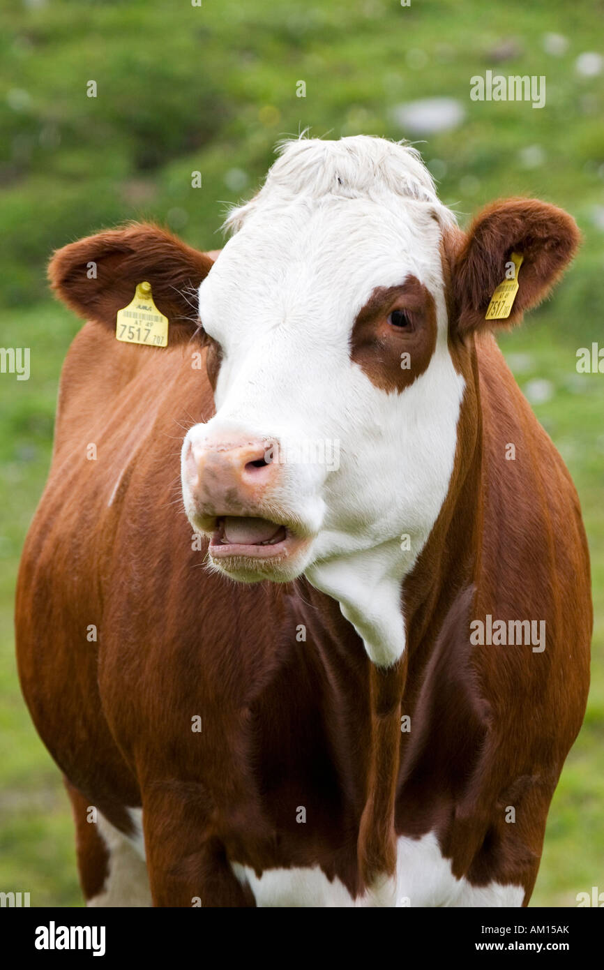 Mooing vaca, prado cerca por Grossglockner Hochalpenstrasse, parque nacional Hohe Tauern, Austria Foto de stock