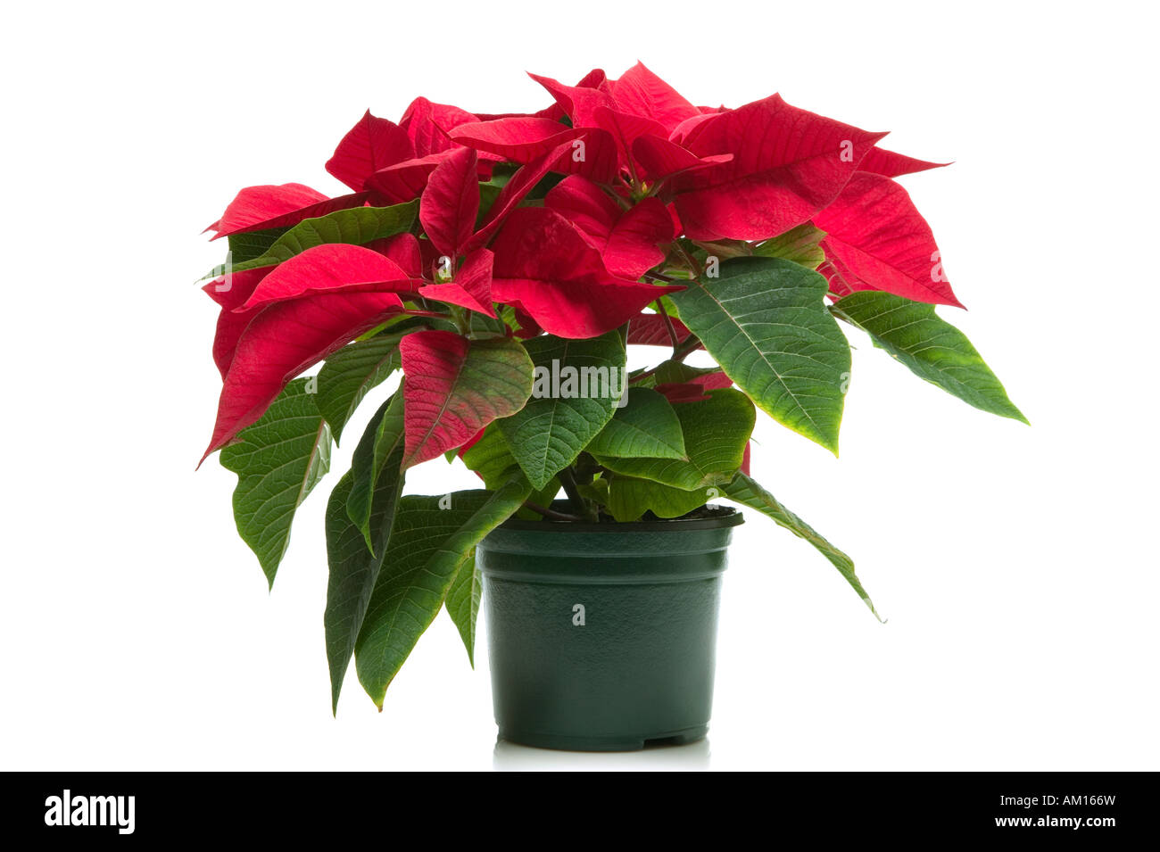 Poinsettia k una flor de Navidad aislado en un fondo blanco. Foto de stock