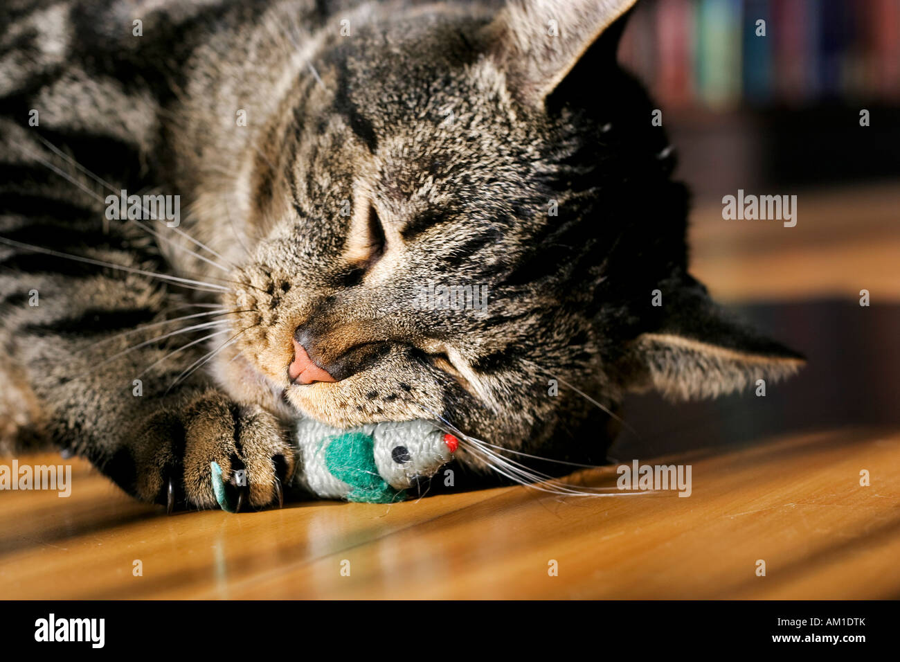 Shorthair europeo es un gato con un ratón de juguete smooching Foto de stock