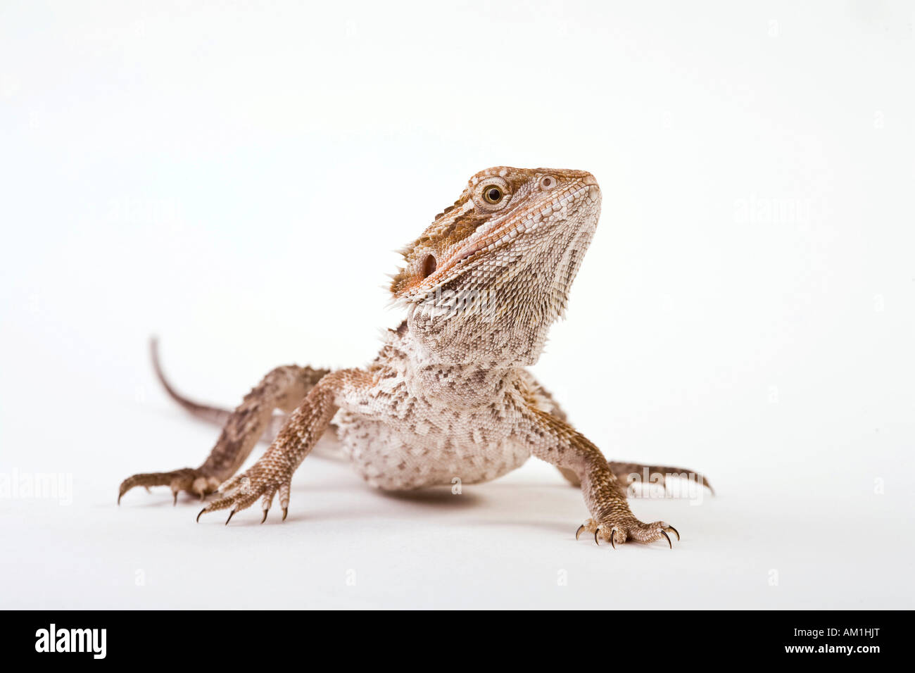 Dragón barbudo (Pogona vitticeps) Foto de stock