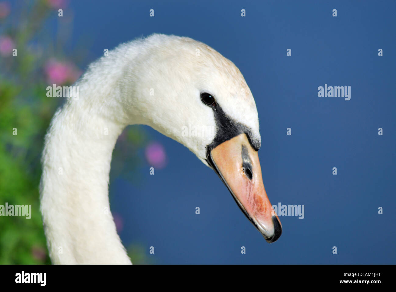 Swan (Cygnini), retrato de reojo Foto de stock