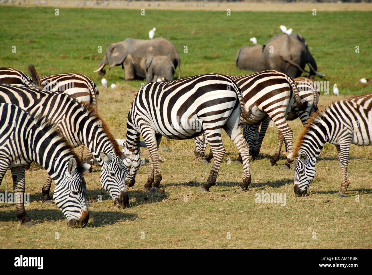 Cebras y pastoreo de los elefantes del Parque Nacional Amboseli Kenia Foto de stock
