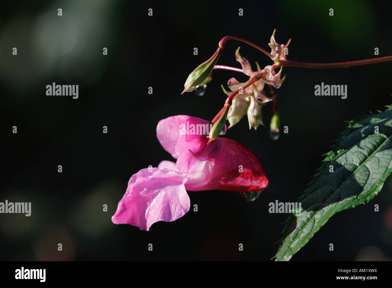 Bálsamo indio, Impatiens glandulifera jewelweed ornamentales ( ) Foto de stock