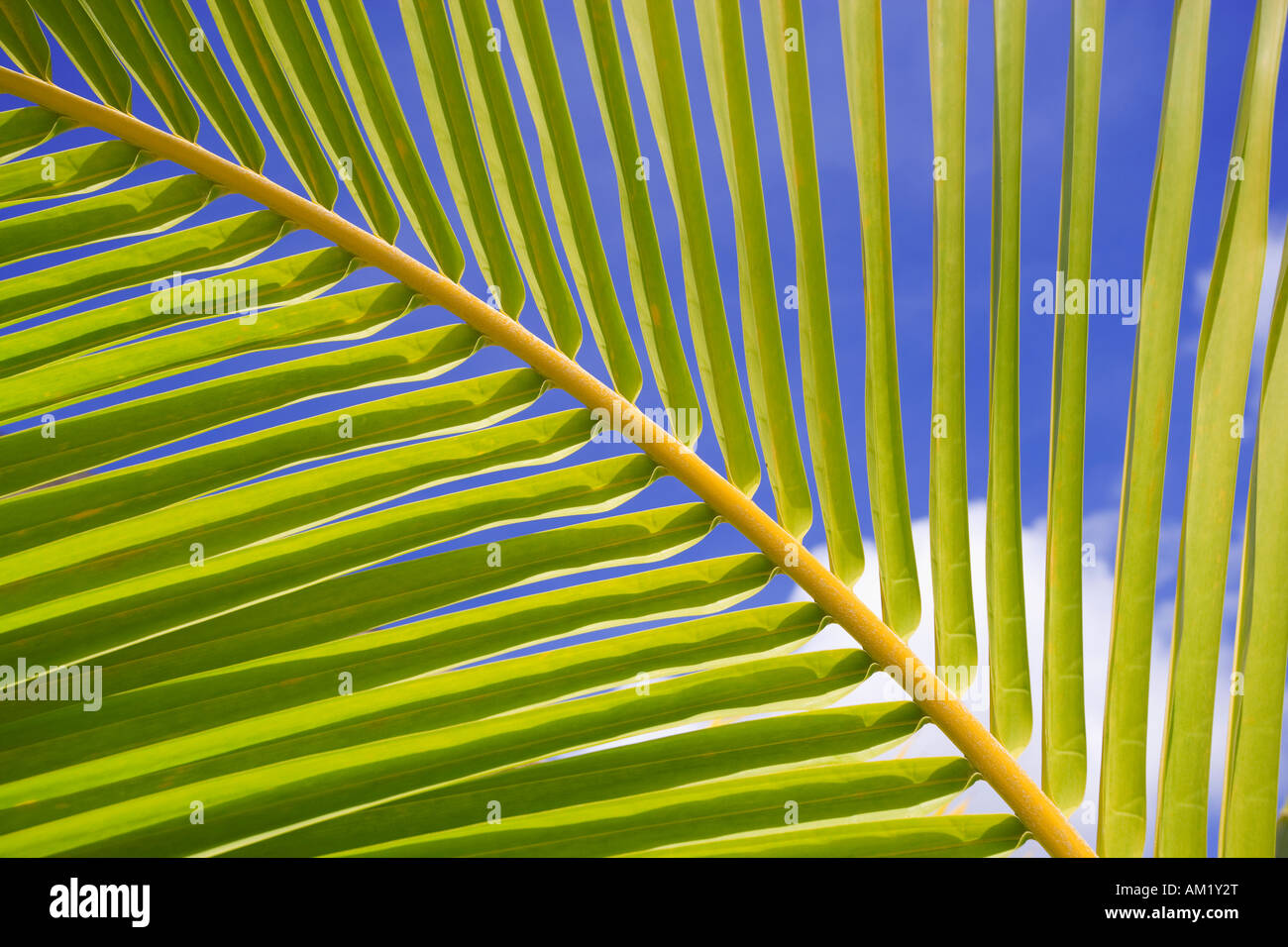Hojas de palmera de coco Tropical fronda Foto de stock