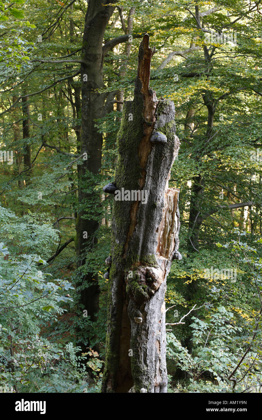 Viejo árbol muerto, Rhoen, Hesse, Alemania Foto de stock