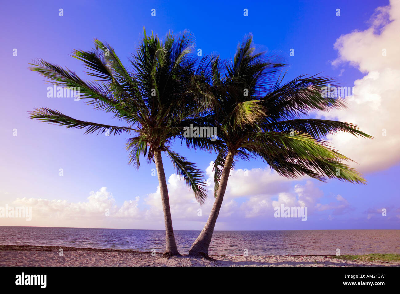 Dos palmeras junto a la playa al amanecer en Key West, Florida, EE.UU. Foto de stock