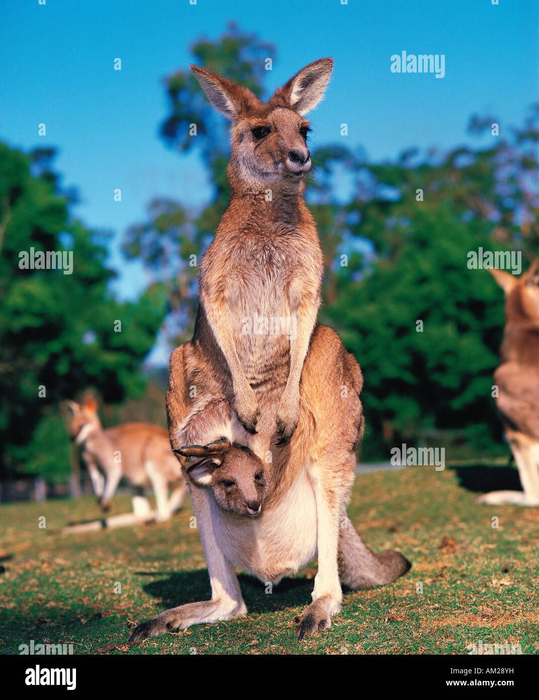 Australia. Grupo de canguros grises con la madre y su bebé en la bolsa  Fotografía de stock - Alamy