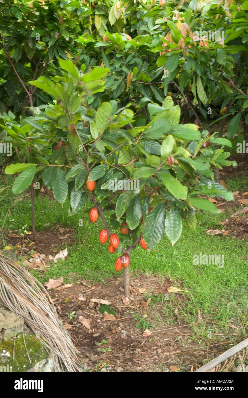 Árbol de cacao con vainas de maduración. Foto de stock
