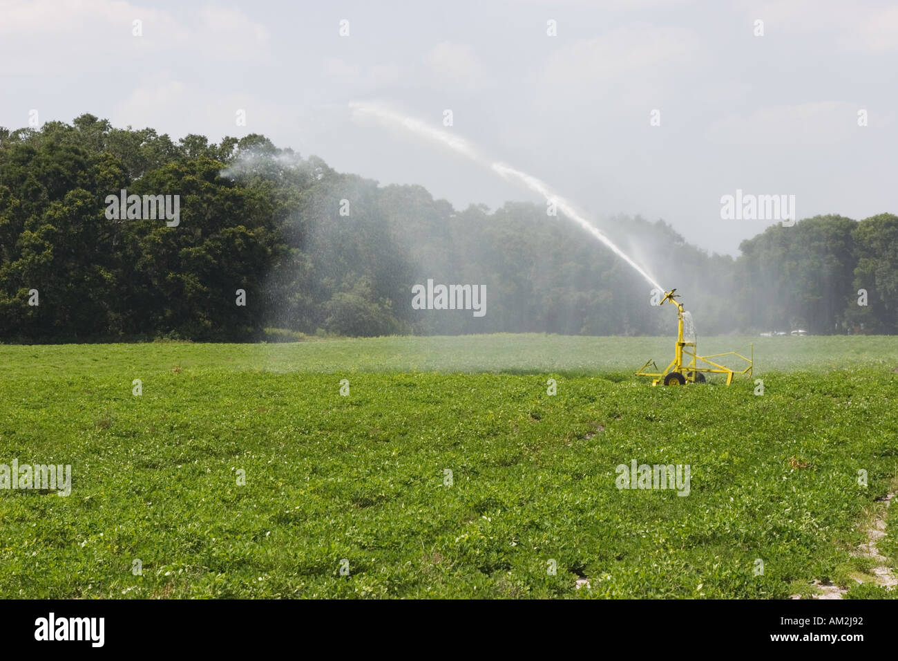 Pulverizador de agua radial para riego agrícola en Wildwood Florida USA  Fotografía de stock - Alamy