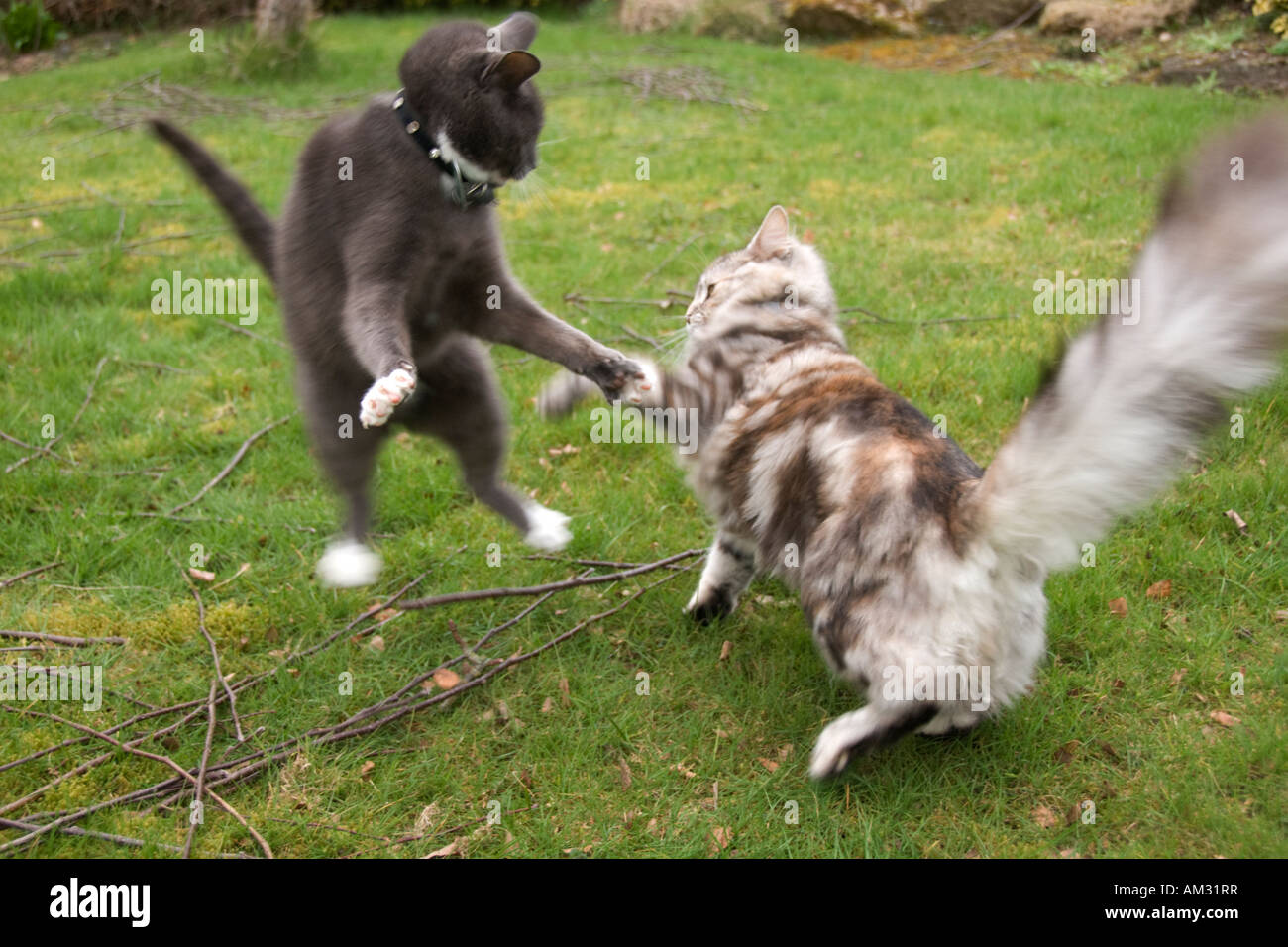 Kung fu gatos luchando y saltando Fotografía de stock - Alamy