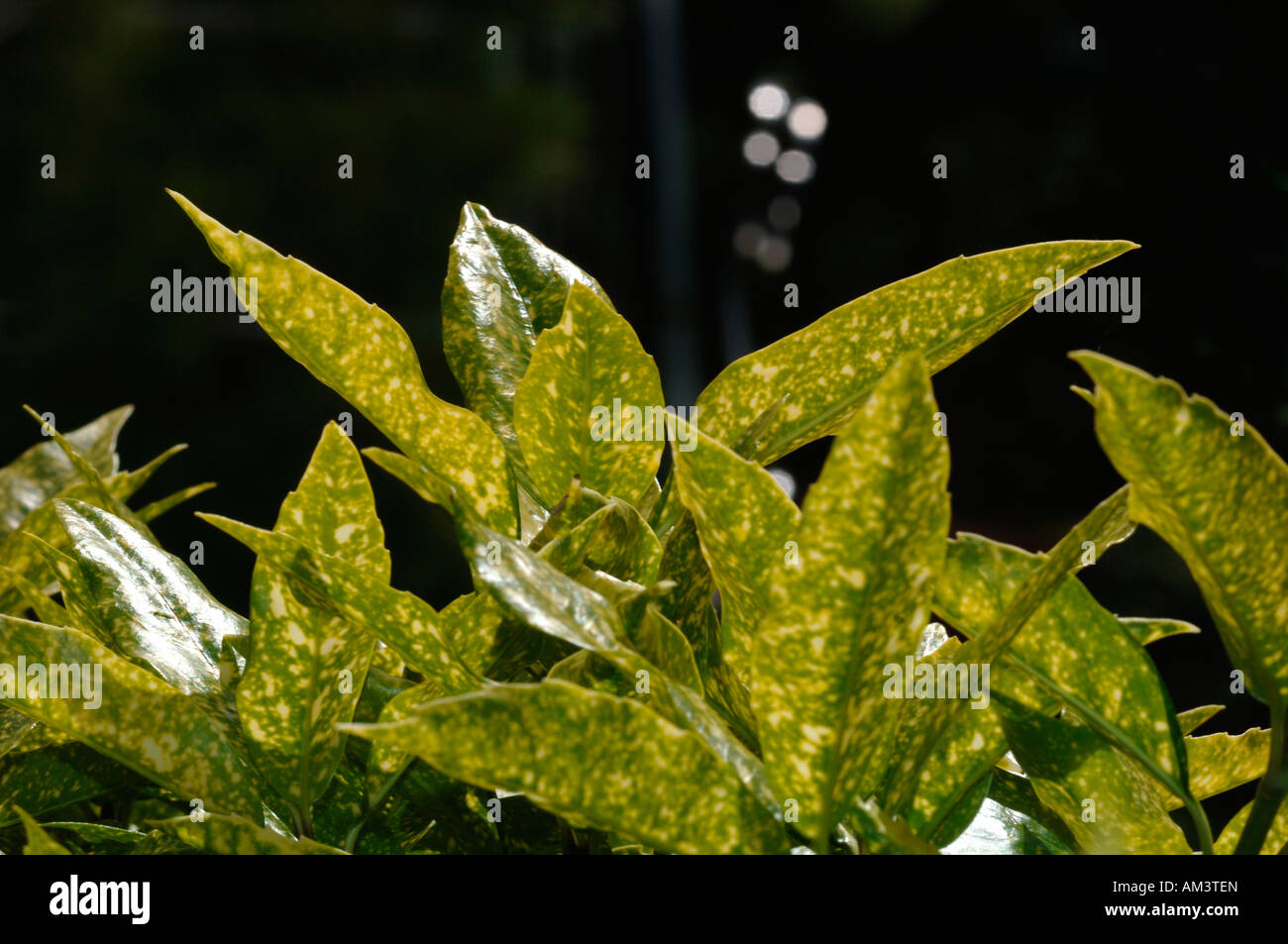 Evergreen hojas de una planta aucubósido. Foto de stock