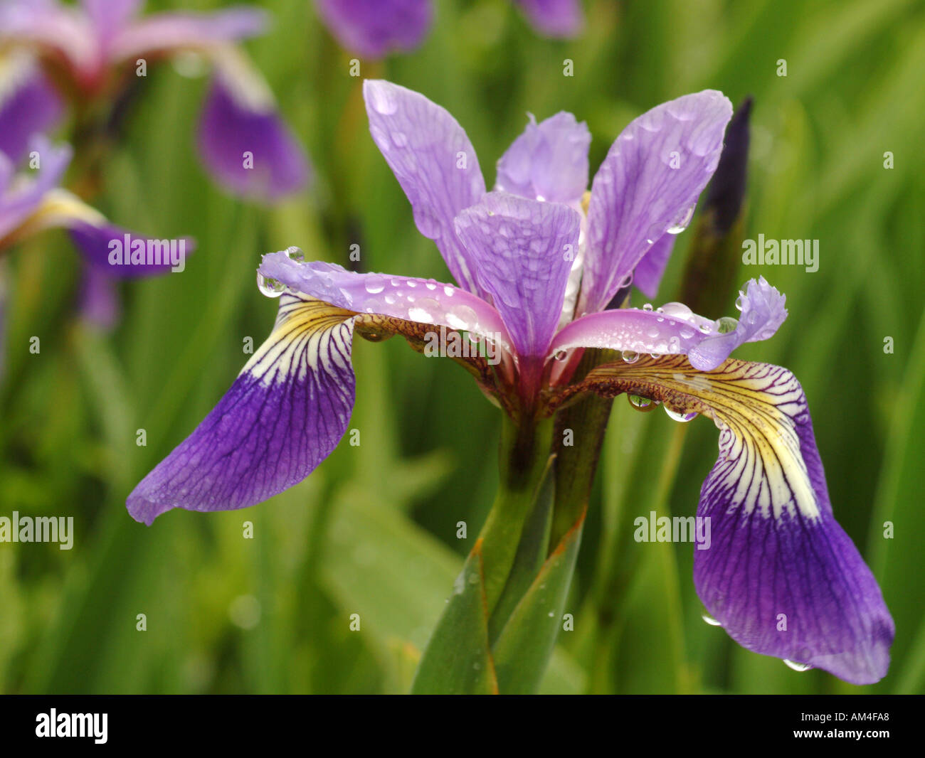 Wild iris en un prado Foto de stock