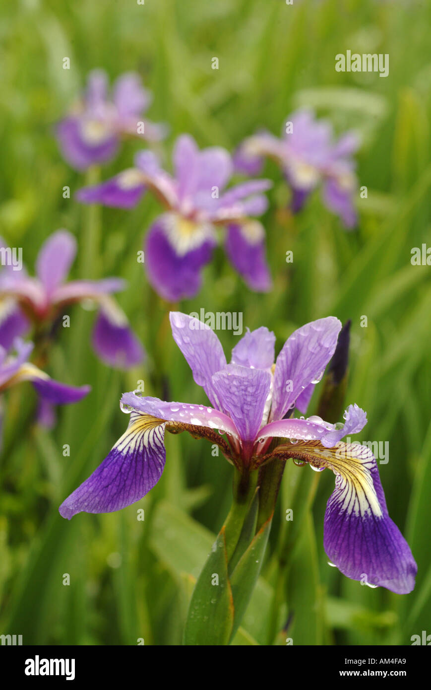 Wild iris en un prado Foto de stock