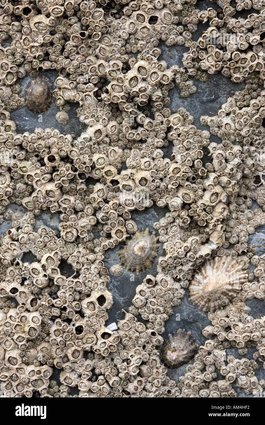 Percebes en roca Foto de stock