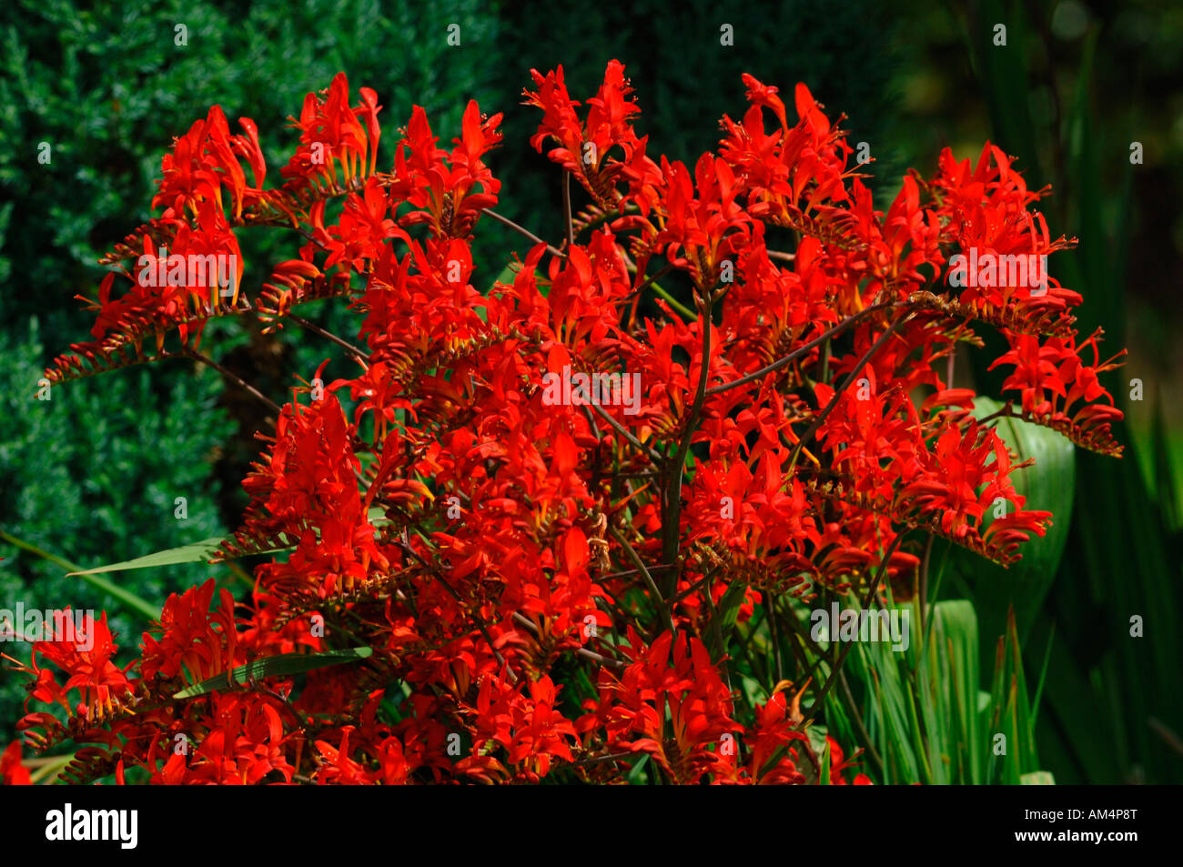 Vivo y vibrante color rojo crocosmia lucifer flores. Foto de stock