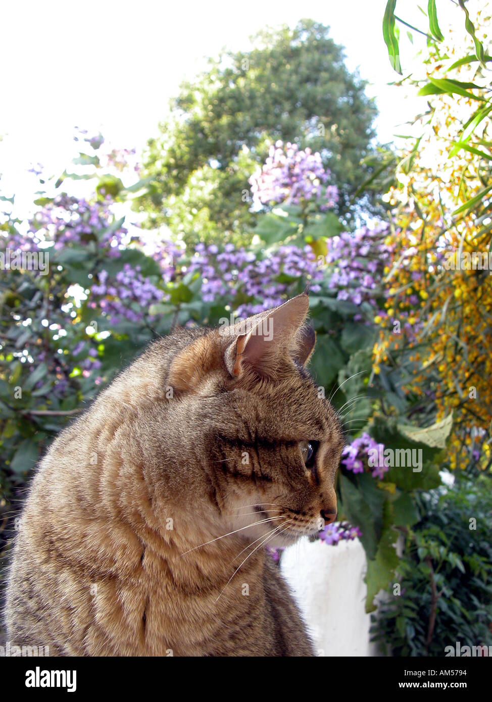 Gato atigrado sentada en un jardín, Foto de stock