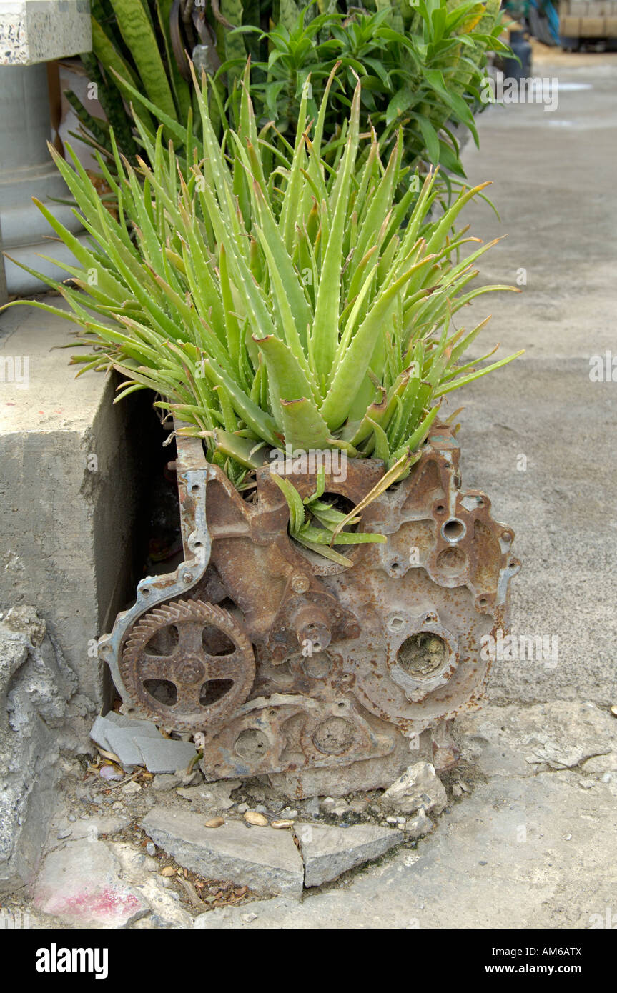 Planta de aloe vera en el viejo motor, Tailandia Fotografía de stock - Alamy