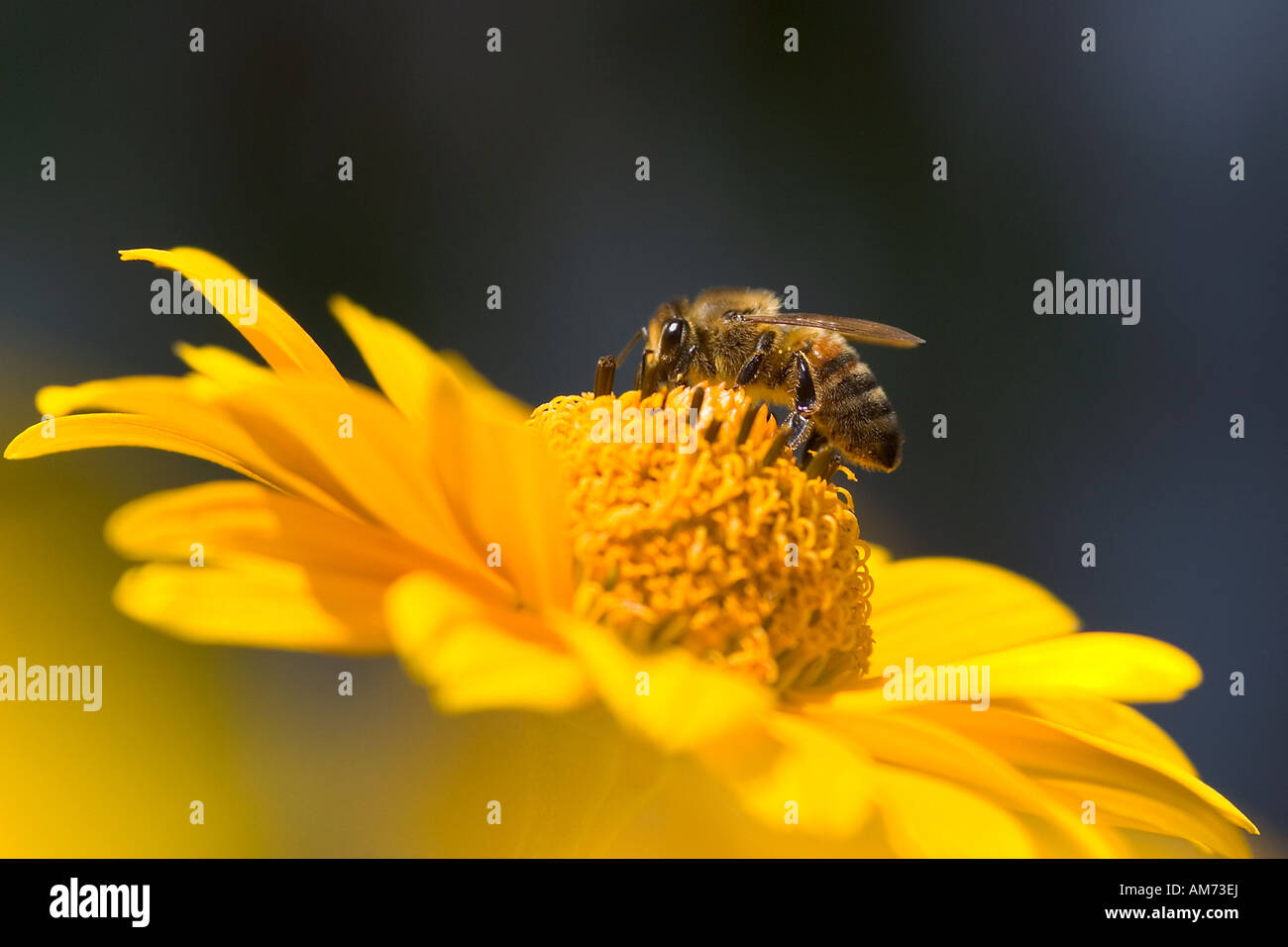 Bee, ingestión, blossom Foto de stock