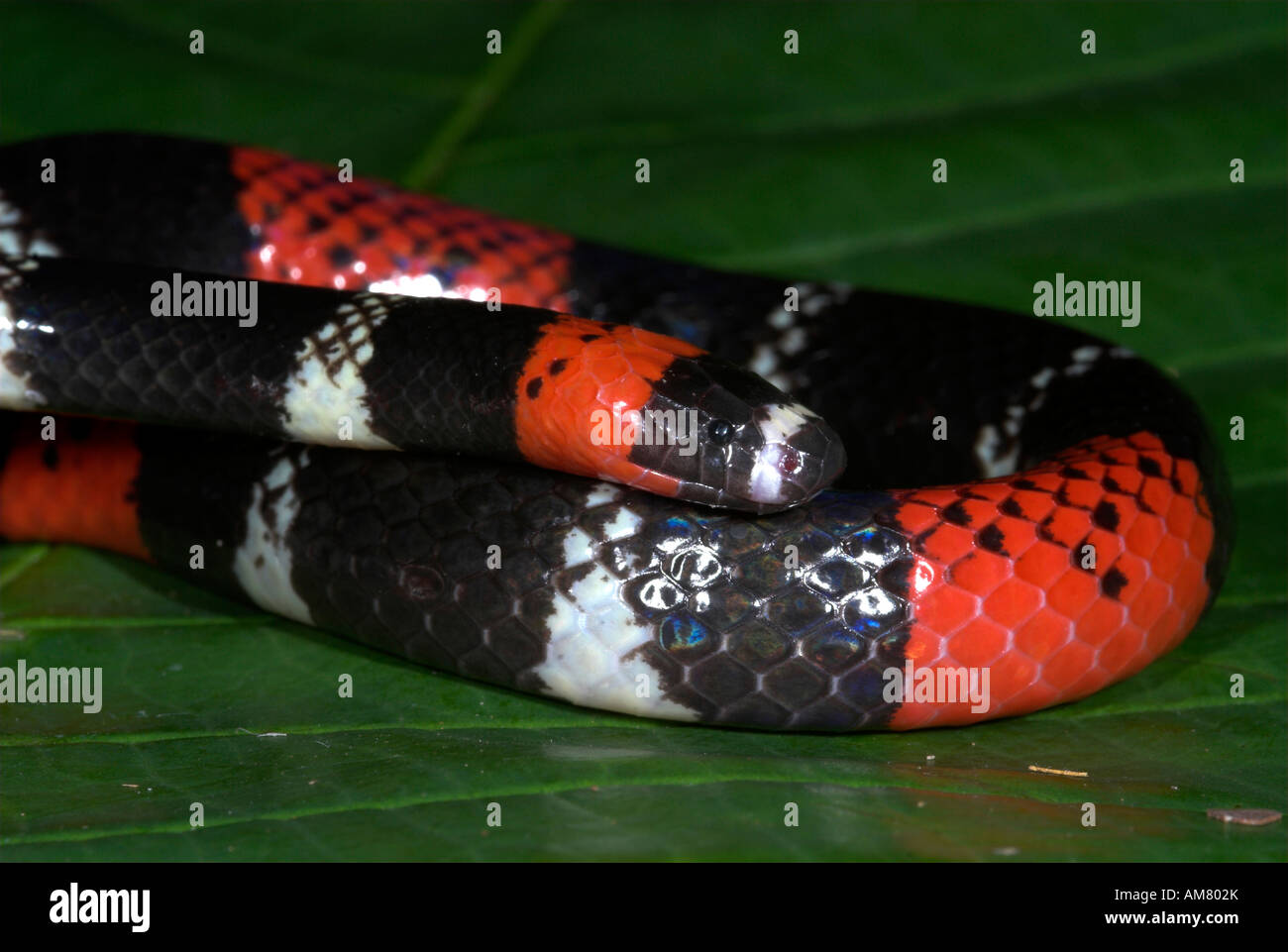 South american coral snake micrurus fotografías e imágenes de alta  resolución - Alamy
