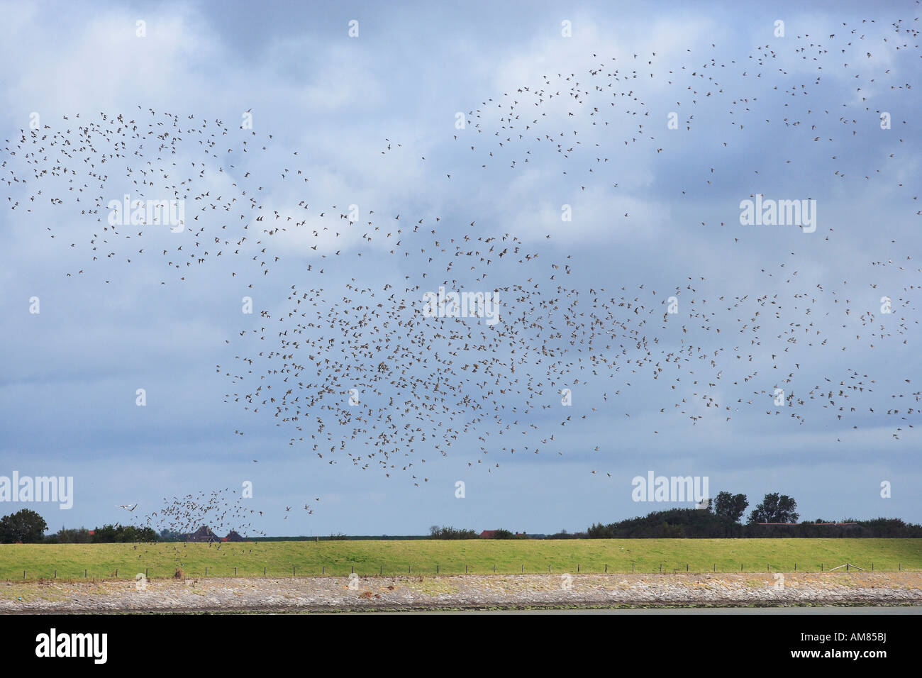 Bandada de pájaros en la costa, Texel, Holanda Foto de stock