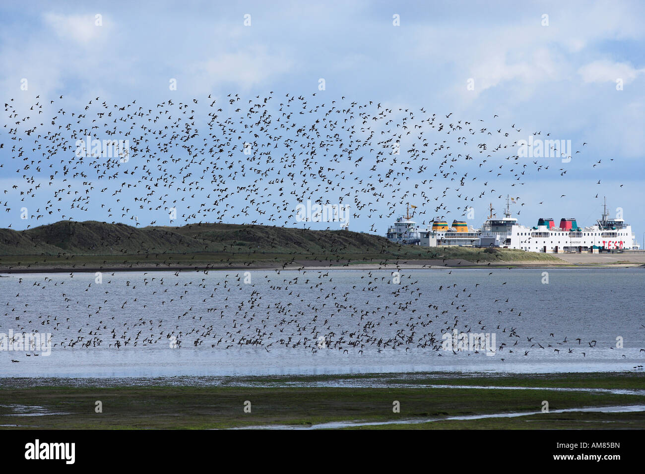 Bandada de pájaros en la costa, Texel, Holanda Foto de stock
