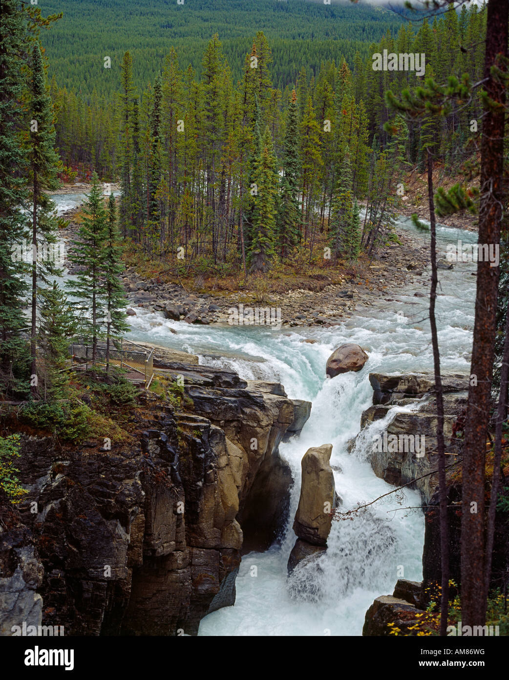 Río que fluye alrededor de una pequeña isla al Sunwapta Falls Fluß umfliesst bewaldete Insel Parque Nacional Jasper Foto de stock