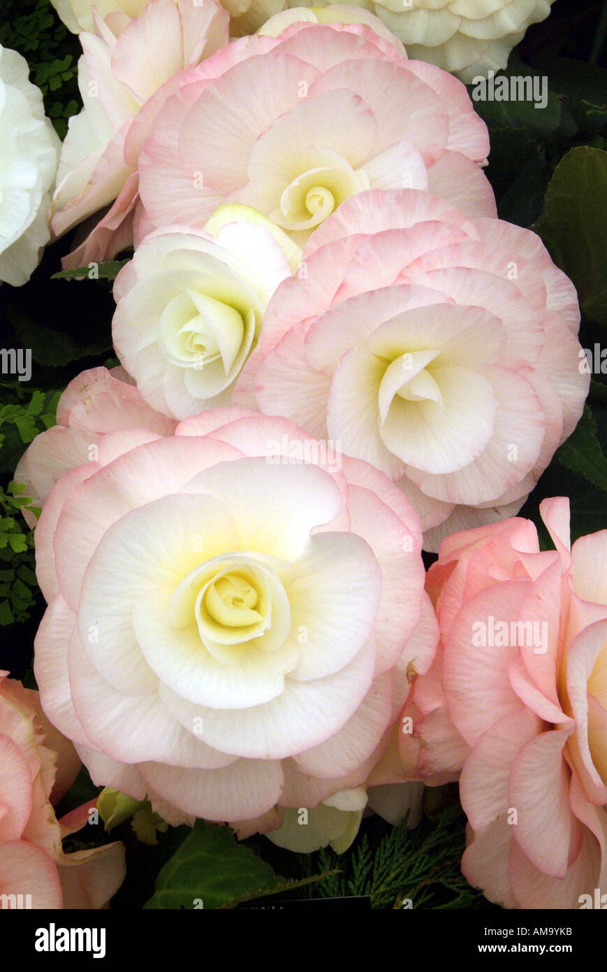Begonia jefe bloom pétalo pastel tropical exótica maceta bulbo rizoma tuberosa rizó gases invernadero cultivados Foto de stock